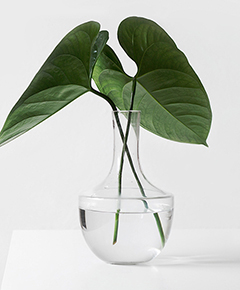 Elephant Ears plant in a glass vase with water